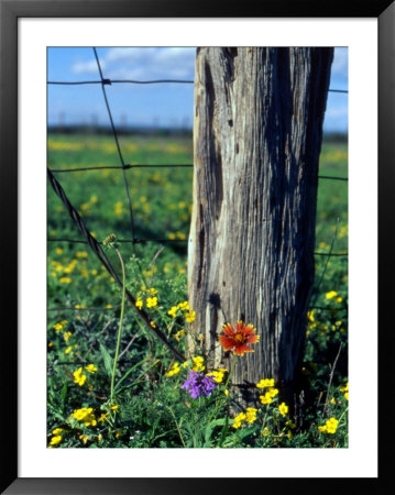 Early Spring Flowers, Fence Post, Tx by Rebecca Marvil Pricing Limited Edition Print image