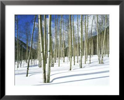 Morning Light On Aspen Grove In Winter, Colorado, Usa by Willard Clay Pricing Limited Edition Print image