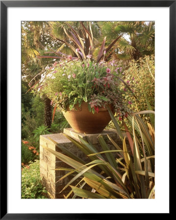 Phormium, Verbena, Gazania Fuchsia & Argyranthemum Overbecks, Devon by Mark Bolton Pricing Limited Edition Print image