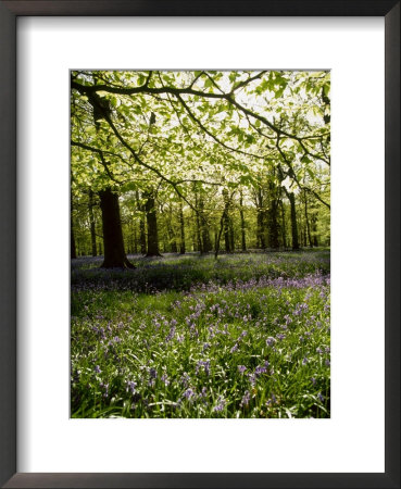Bluebells And Beech Leaves In Oak Woodland, Forest Of Dean, Gloucestershire by John Downer Pricing Limited Edition Print image