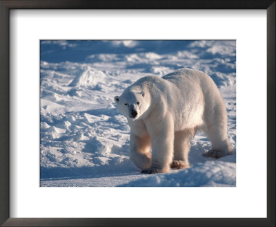 Polar Bear, Manitoba, Canada by Robert Franz Pricing Limited Edition Print image