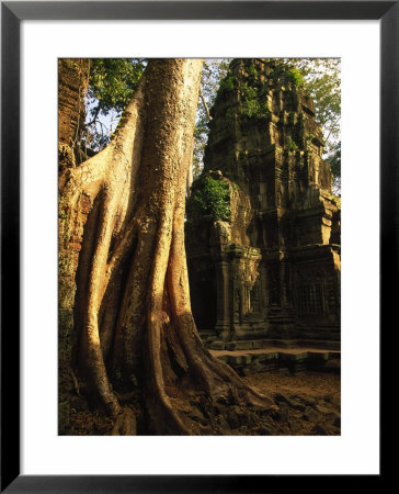 Angkor, Ta Prohm, 400-Year-Old Tree, Cambodia by Walter Bibikow Pricing Limited Edition Print image