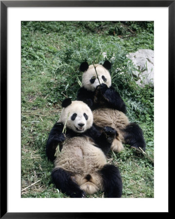 Giant Panda Bears Lying In The Grass, China by Lynn M. Stone Pricing Limited Edition Print image
