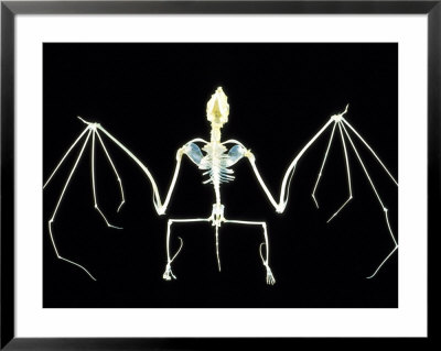 Bat Skeleton by David M. Dennis Pricing Limited Edition Print image