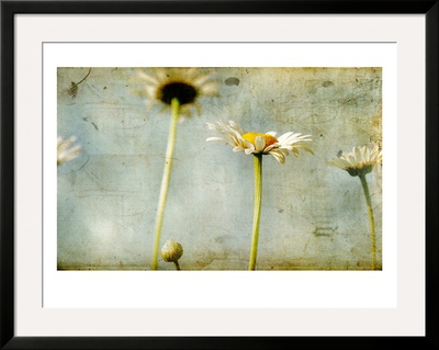 Study Of White Daisies by Mia Friedrich Pricing Limited Edition Print image