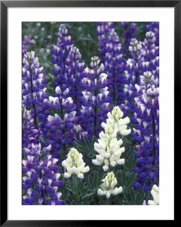 Closeup Of White Arctic Lupine, Alaska by Rich Reid Pricing Limited Edition Print image