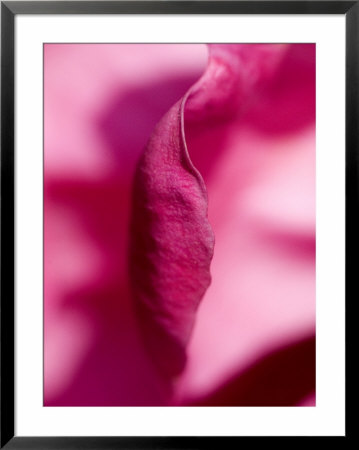Close View Of A Pink Peony Flower, Groton, Connecticut by Todd Gipstein Pricing Limited Edition Print image