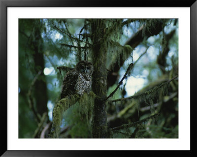 Spotted Owl Perched On The Moss-Draped Limb Of A Tree by James P. Blair Pricing Limited Edition Print image