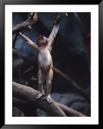 Young Proboscis Monkey Reaching For A Tree Branch In A Zoo Enclosure, Bronx Zoo, New York by Ira Block Pricing Limited Edition Print image