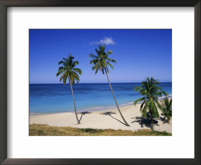 Palm Trees On Beach, Antigua, Caribbean, West Indies, Central America by Firecrest Pictures Pricing Limited Edition Print image