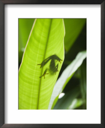 Red Eyed Tree Frog, Tortuguero National Park, Costa Rica by Robert Harding Pricing Limited Edition Print image