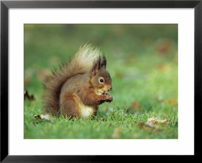 Red Squirrel (Sciurus Vulgaris), Lowther, Near Penrith, Cumbria, England, United Kingdom, Europe by Ann & Steve Toon Pricing Limited Edition Print image