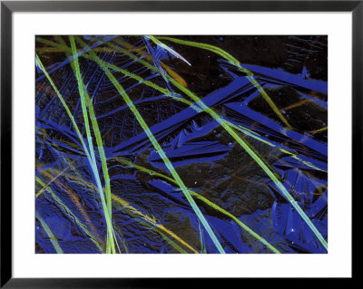 Sedge Leaves Under Thin Ice In Autumn, Upper Peninsula, Michigan, Usa by Mark Carlson Pricing Limited Edition Print image