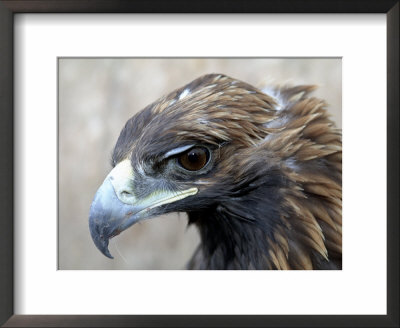 Female Golden Eagle, Golden Eagle Festival, Mongolia by Amos Nachoum Pricing Limited Edition Print image