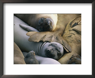 Northern Elephant Seals (Mirounga Angustirostris), Spring Molt by Rich Reid Pricing Limited Edition Print image