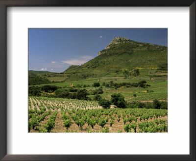 Vineyards Near Pezenas, Herault, Languedoc-Roussillon, France by Michael Busselle Pricing Limited Edition Print image