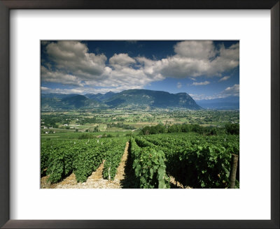 Vineyards Near Chambery, Savoie, Rhone Alpes, France by Michael Busselle Pricing Limited Edition Print image