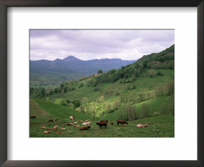 Salers Cows In Pastures, Cantal Mountains, Auvergne, France by Peter Higgins Pricing Limited Edition Print image