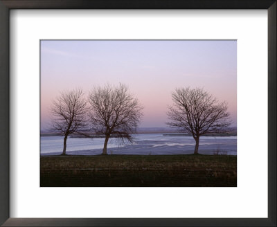 Bare Trees In Winter, St. Valery Sur Somme, River Somme Estuary, Picardie (Picardy), France by Peter Higgins Pricing Limited Edition Print image