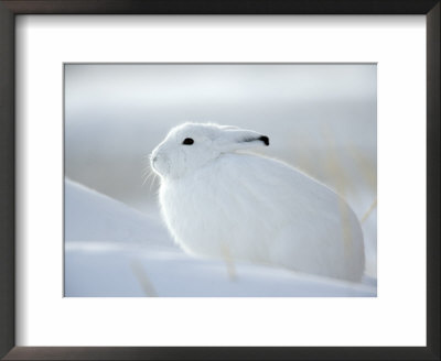 Snow Hare (Lepus Americanus), Churchill, Manitoba, Canada by Thorsten Milse Pricing Limited Edition Print image