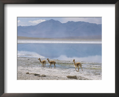 Wild Vicunas On Borax Mineral Flats, With Mineral Flat Margin, Bolivia by Tony Waltham Pricing Limited Edition Print image