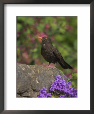 Female Blackbird (Turdus Merula), On Garden Wall In Early Summer, United Kingdom by Steve & Ann Toon Pricing Limited Edition Print image