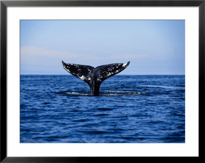 Grey Whale, Diving, Vancouver Island, Canada by Gerard Soury Pricing Limited Edition Print image