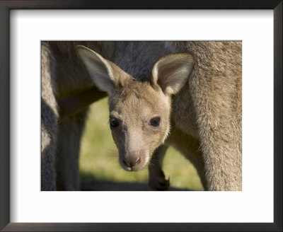 Eastern Grey Kangaroo (Macropus Fuliginosus), Marramarang National Park, New South Wales, Australia by Thorsten Milse Pricing Limited Edition Print image