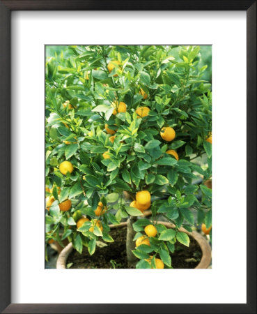 Citrus Mitis In Pot by Michele Lamontagne Pricing Limited Edition Print image