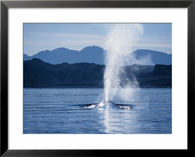 Blue Whale, Blowing, Sea Of Cortez by Gerard Soury Pricing Limited Edition Print image