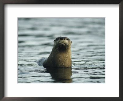 A River Otter Pokes Its Head Above Water To See What Is Going On by Michael S. Quinton Pricing Limited Edition Print image