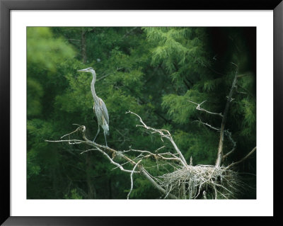 A Great Blue Heron Perches On A Branch Next To Its Nest by Taylor S. Kennedy Pricing Limited Edition Print image