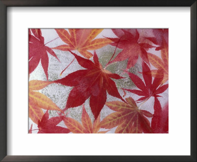 Japanese Maple Leaves Frozen In Water, Sammamish, Washington, Usa by Darrell Gulin Pricing Limited Edition Print image