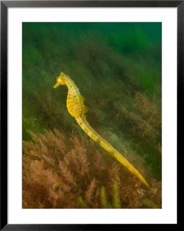 Seahorse, New Zealand by Tobias Bernhard Pricing Limited Edition Print image
