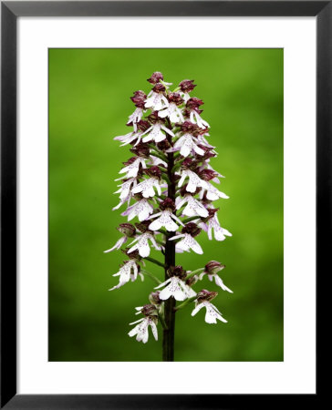 Lady Orchid, Spike Close Up, Uk by David Clapp Pricing Limited Edition Print image