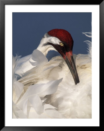 Whooping Crane Preens Feathers In Early Morning Light, Lake Kissimmee, Florida, Usa by Arthur Morris Pricing Limited Edition Print image