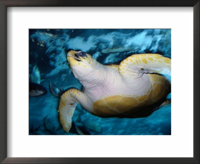 Turtle Underwater, Australia by Peter Hendrie Pricing Limited Edition Print image
