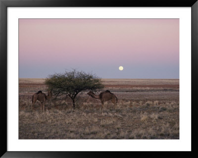 The Moon Rises Over Two Camels Tied To A Low Tree by Joe Scherschel Pricing Limited Edition Print image