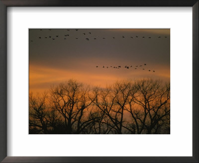 Sandhill Cranes Fly In Formation Over Silhouetted Trees At Dusk by Joel Sartore Pricing Limited Edition Print image