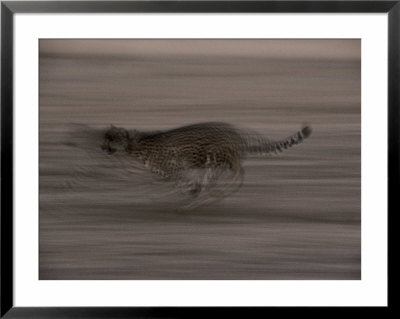 An African Cheetah Becomes A Blur As It Sprints Towards Its Next Meal by Chris Johns Pricing Limited Edition Print image