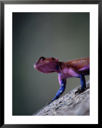 Agama Lizard (Agama Agama), Serengeti National Park, Arusha, Tanzania by Lawrence Worcester Pricing Limited Edition Print image