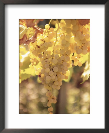Close-Up Of Malvasia Grapes In Vineyard Outside Frascati, Frascati, Lazio, Italy, Europe by Michael Newton Pricing Limited Edition Print image