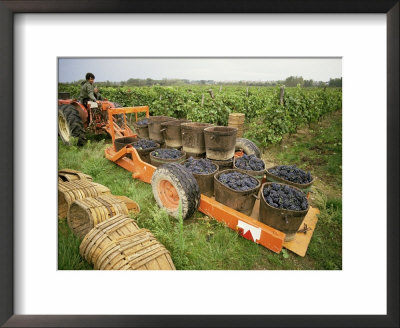 Harvesting Grapes, St. Joseph, Ardeche, Rhone Alpes, France by Michael Busselle Pricing Limited Edition Print image