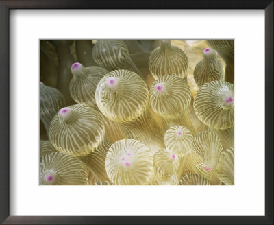Tentacles Of Bulb Tentacle Sea Anemone, Queensland, Australia by Doug Perrine Pricing Limited Edition Print image