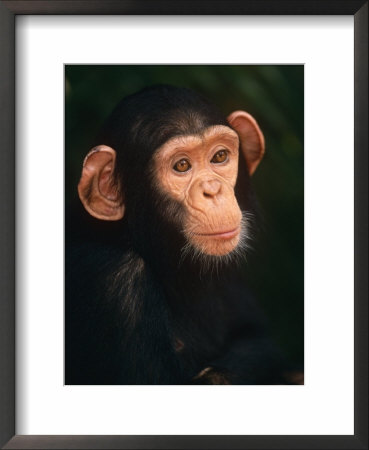 Baby Chimpanzee Portrait, From Central Africa by Pete Oxford Pricing Limited Edition Print image