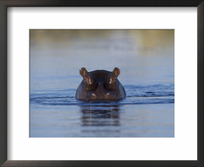 Hippopotamus Submerged In Water, Moremi Wildlife Reserve Bostwana Africa by Tony Heald Pricing Limited Edition Print image