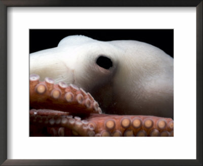 Deepsea Octopus (Benthoctopus Sp), Close-Up Of Eye, Deep Sea Atlantic Ocean by David Shale Pricing Limited Edition Print image