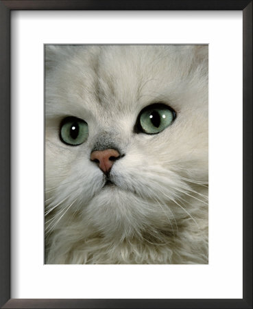 Domestic Cat, Chinchilla Persian Close Up Of Face by Jane Burton Pricing Limited Edition Print image