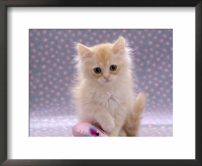 Domestic Cat, 8-Week Fluffy Cream Kitten With Sad Expression by Jane Burton Pricing Limited Edition Print image