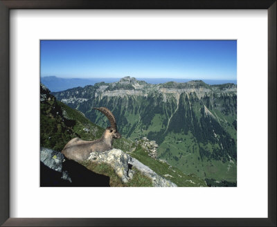 Male Alpine Ibex, View Of Sigriswiler Rothorn, Niederhorn, Switzerland by Rolf Nussbaumer Pricing Limited Edition Print image